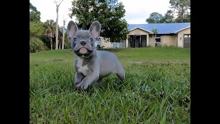 AMELIA - SMALL LILAC FRENCH BULLDOG PUPPY