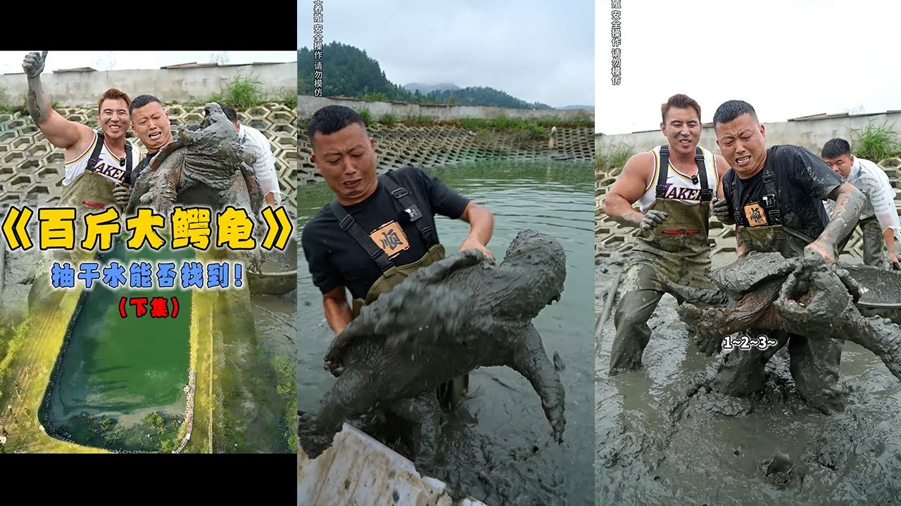 和华哥花88万包下大鳄龟塘，看看到底是亏还是赚！