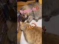 【マイブーム】ミミちゃんが新しい遊びを教えてくれてる途中、中断に‼️何があった😅 #かわいい猫 #茶トラ #キジトラ#