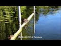 INSELHOTEL Potsdam - Entenkinder am Templiner See