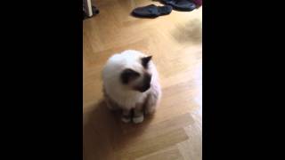 Birman Cat meowing