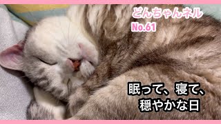 どんちゃん、眠って、寝て…穏やかな日です。#cat