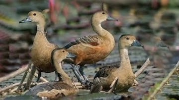 Suara tajam burung belibis jadi satu.Belibis kembang,belibis alis kuning dan belibis batu.