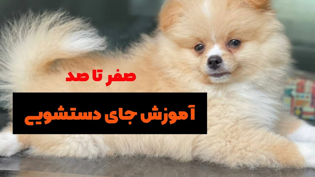 آموزش ۰ تا ۱۰۰ دستشویی سگ | جای دستشویی سگ