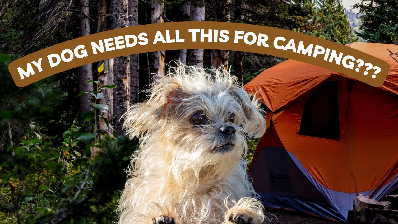 What To Pack For Your Dog While Camping YouTube