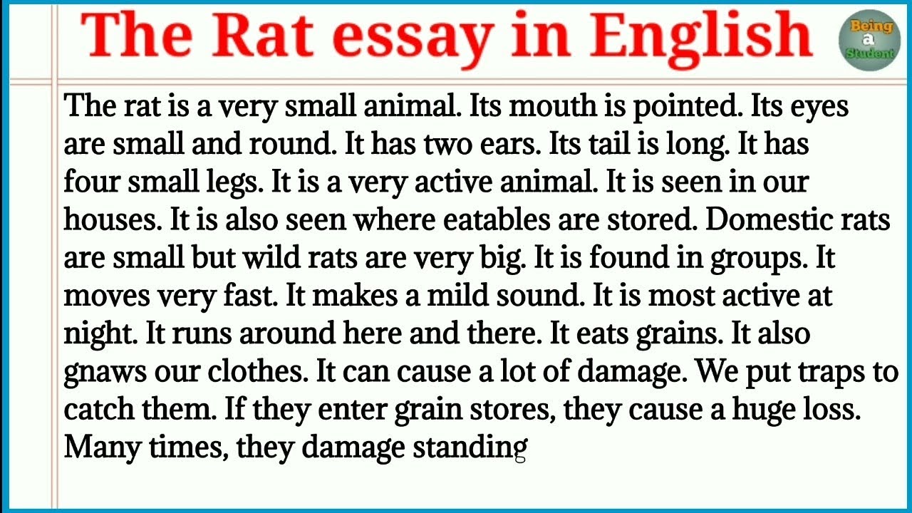 essay on rat race