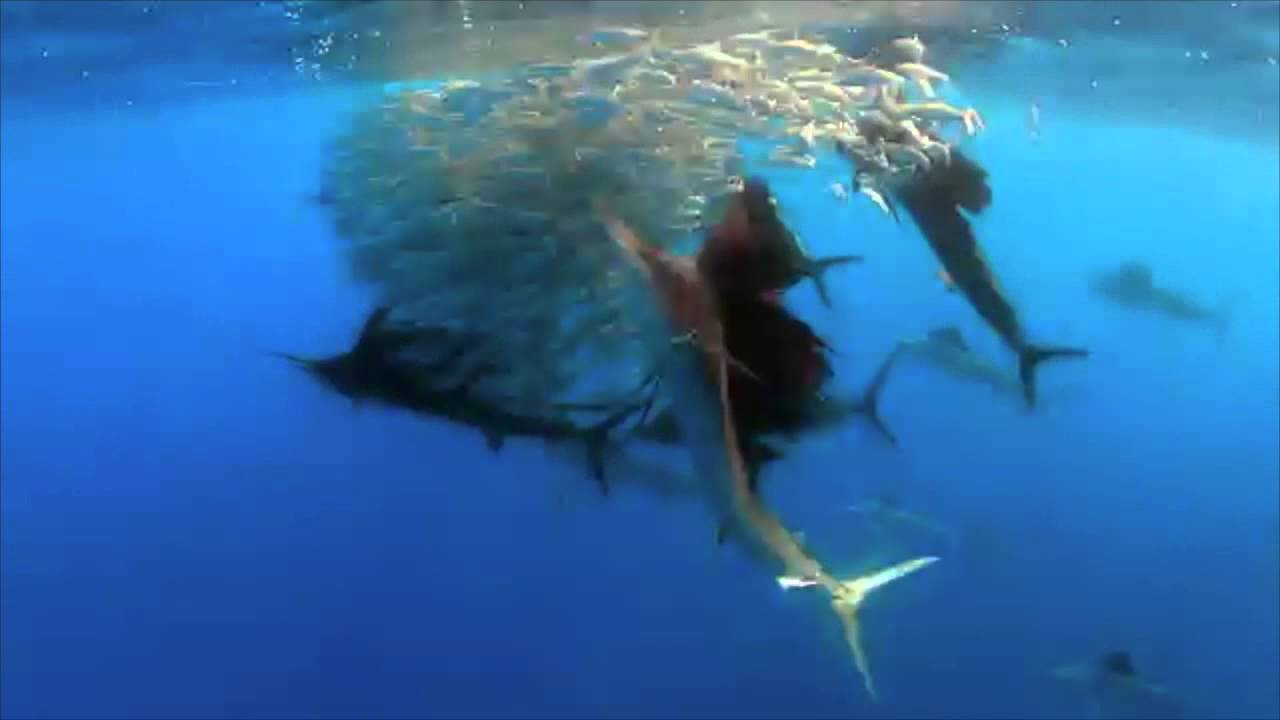Fish Chasing Fish CHASE - YouTube
