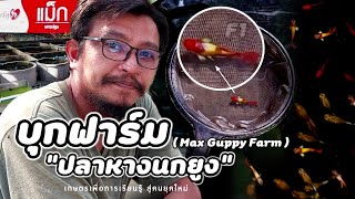 บุกฟาร์ม | Max Guppy "ฟาร์มเพาะเลี้ยงพันธุ์ปลาหางนกยูงส่งประกวดต่างประเทศ" แนะนำทำเป็นอาชีพเสริมได้