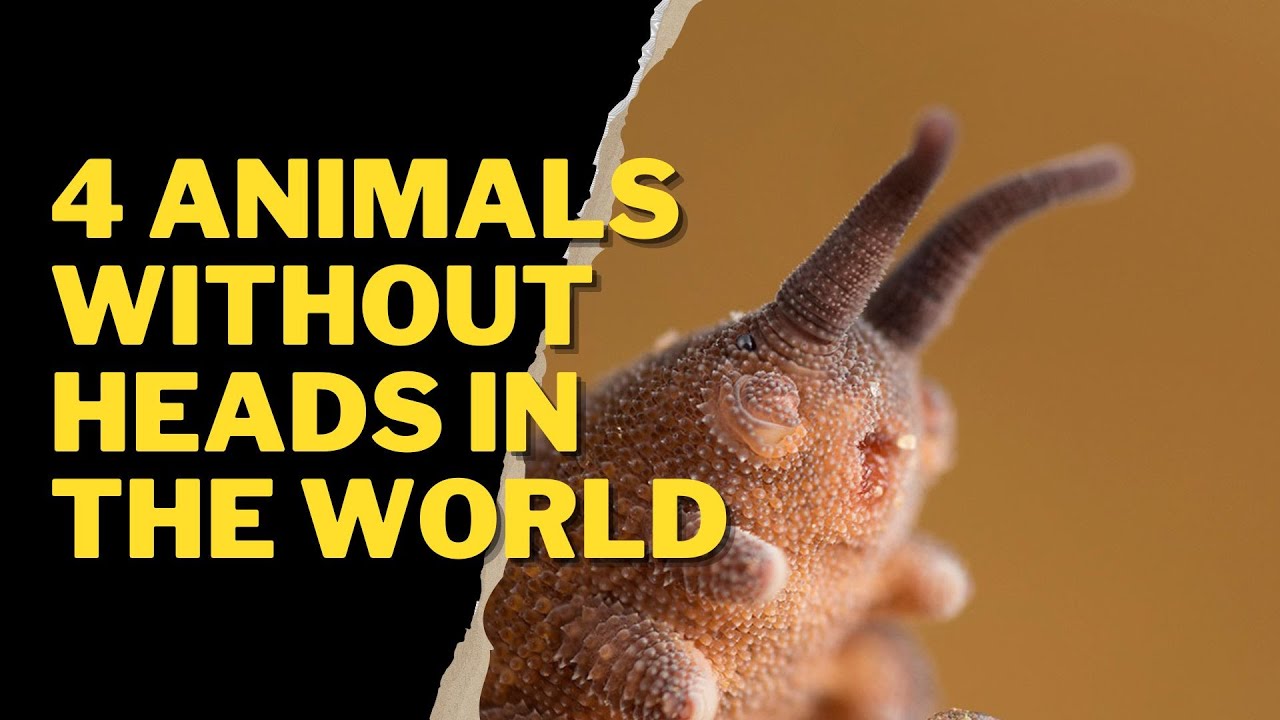 ANIMALS WITHOUT HEADS IN THE WORLD YouTube