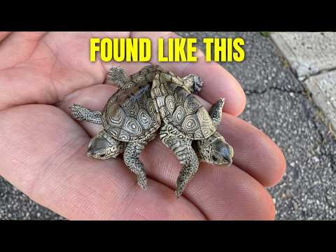Twin Turtles Found Fused Together In a Driveway!