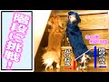 【ダックスフント】兄弟犬が階段登りに挑戦。果たして登る事が出来たでしょうか..