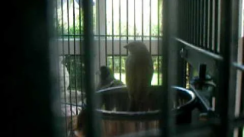 Baby Gouldian Finches leave the nest