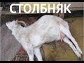 СТОЛБНЯК У КОЗ. СЛУЧАИ ИЗ ПРАКТИКИ