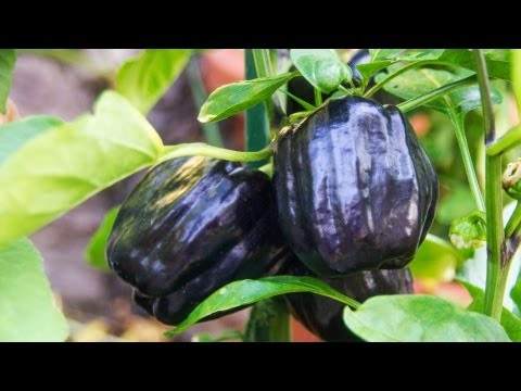 Video: Cubanelle Pepper Fakta och användningsområden: Lär dig hur man odlar en Cubanelle Pepper Plant
