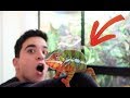 AVOIR UN CAMÉLÉON À LA MAISON !!