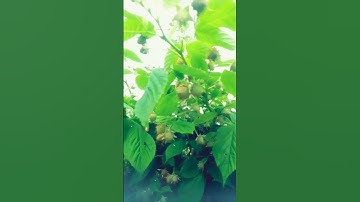 القرآن الكريم #الرحمن #اكسبلور #القزابري #nature #المصحف #duet #strawberry #دويتو #تصويري #راحة_نفس
