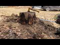 27 inch poplar stump removal with Husqvarna 562xp