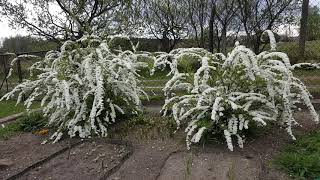 :    . Spiraea x cinerea Grefsheim  .