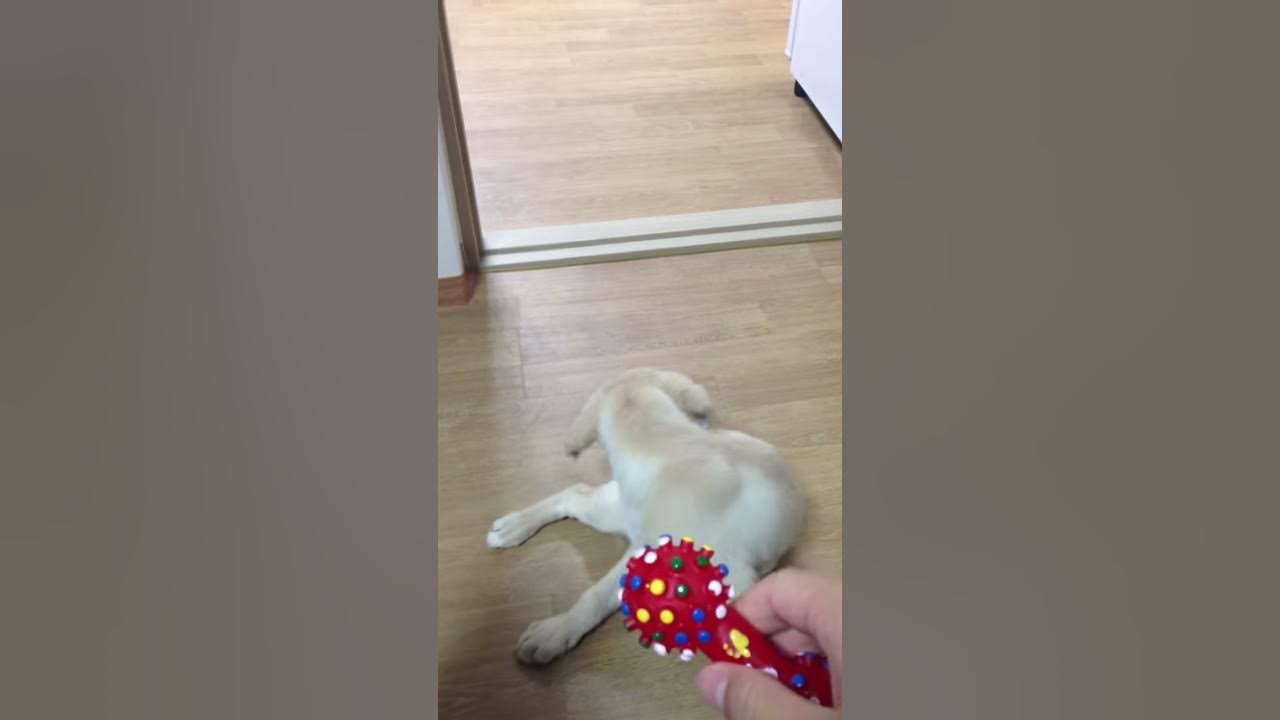 동작그만 밑장빼기냐?? Do not play with me...Dog training failure YouTube