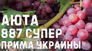 Виноград Прима Украины, Аюта и 887 супер в Беларуси (08.09.22)