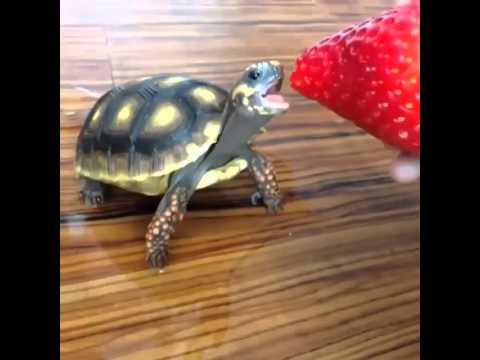 Çilek yemeye çalışan kaplumbağa