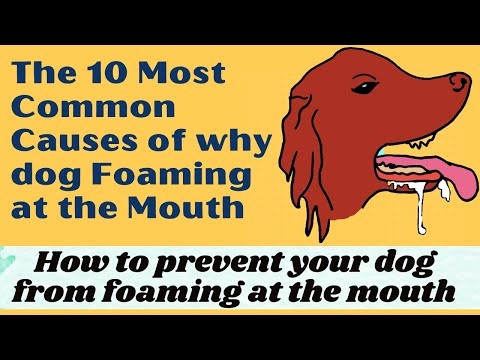 Video: Prečo má môj pes vzduchové bubliny pod kožou?