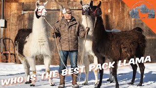 Who is the BEST PACK LLAMA - Ep.76 - Llama Life