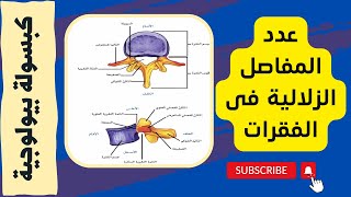 كبسولة بيولوجية | عدد المفاصل الزلالية فى الفقرات