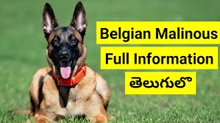 Belgium Malanois Complete Information తెలుగులో | Pets tv Telugu