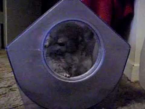 Chinchilla Wipes Nose While Dust Bathing.