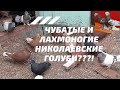 Чубатые и лахмоногие николаевские голуби???!