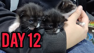 The twelfth birthday of the kittens