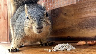 Dinner with a Squirrel sunflower seeds, almonds and a quick exit by a surprise guest.