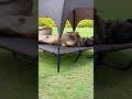 Is it the new bed or he's being lazy?