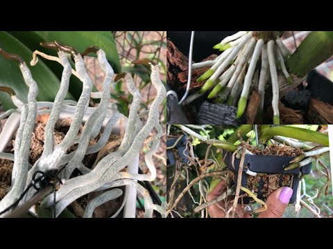 Potencia el crecimiento de tus orquídeas con sulfato de magnesio