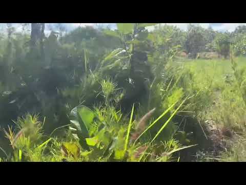 Video 20hetta đất trắng cách đường nhưa 1km .có thể mở rộng... - youtube