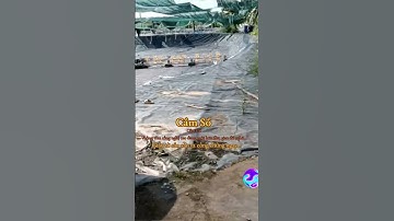 Đất cầm cố vuông tôm công nghệ cao tại Trà Vinh