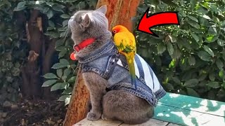 Can a cat and a parrot get along? The Unlikeliest Of Friends! by Pawsome Tales 939 views 1 month ago 2 minutes, 59 seconds