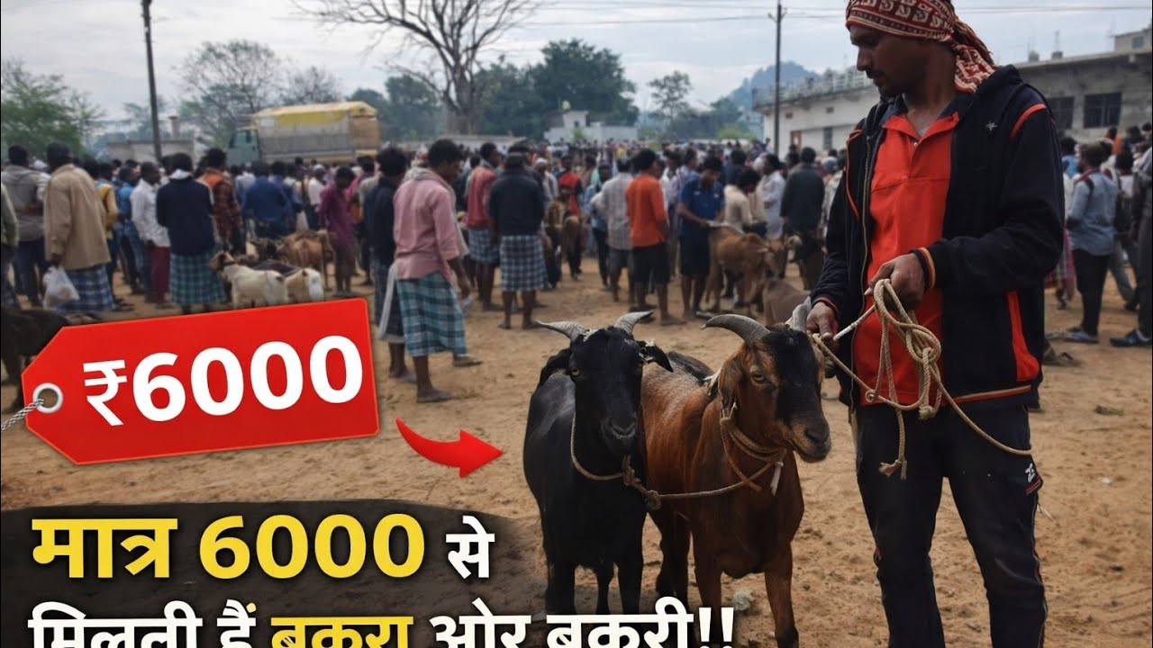  मात्र 6000 से 😱 35000 तक  हज़ार में मिल जाती हैं बकरा और बकरी 😱ll गीदम बाजार  ll vlog -10 