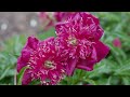 Peonies bloom early in 2024 at University of Michigan&#39;s Nichols Arboretum