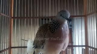 Suara derkuku betina memanggil jantan #013