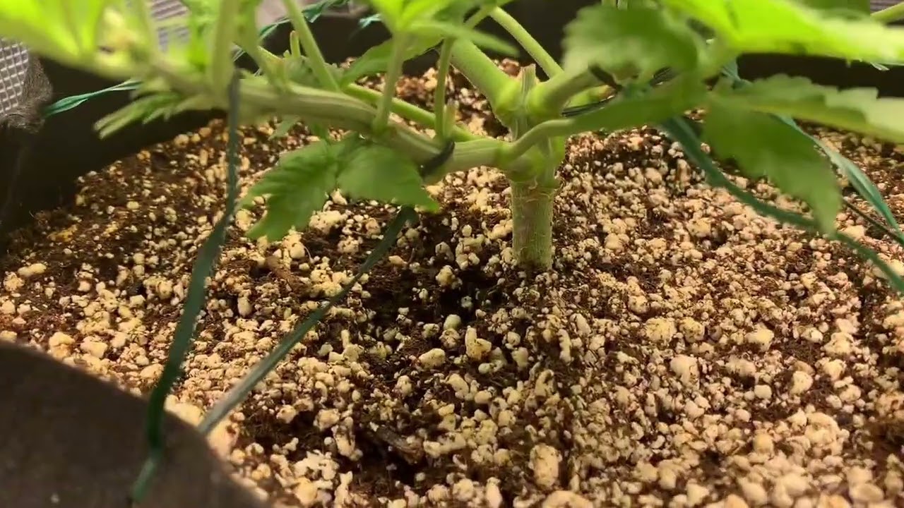 White Widow X Jungle Juice  X  Amnesia Haze  X  AK-47 #2