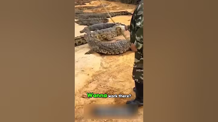 This Farm Doesn’t Raise Cows… But CROCODILES!"#curiousfacts #yoytubeshorts #shortvideo