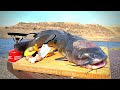 Giant catfish catch  cook bass fishing in desert canyon