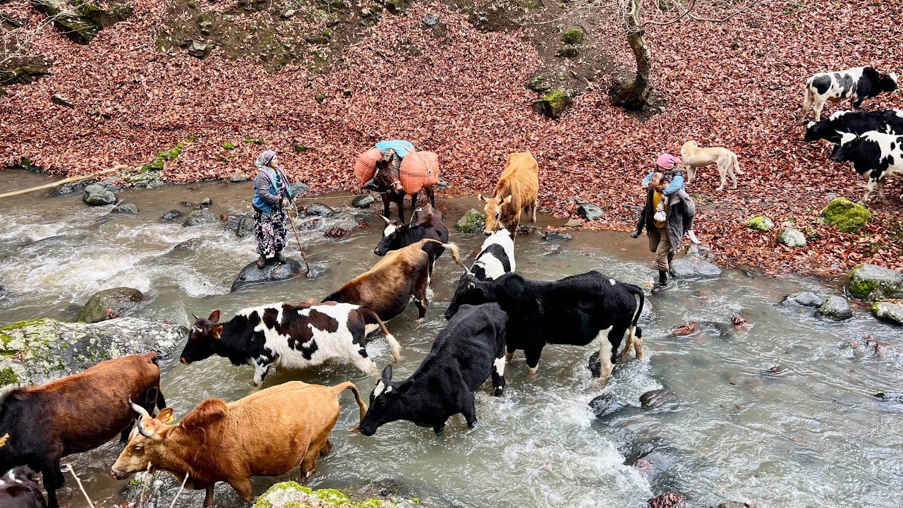 Winter Migration Arrives in the Village | Beginning of a Season Full of Adventure