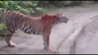 Амурский тигр на дороге Amur tiger in the Land of the leopard