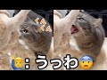 寂しそうに待ってたのに…家族が帰宅した途端に暴君と化す猫が可愛すぎたw