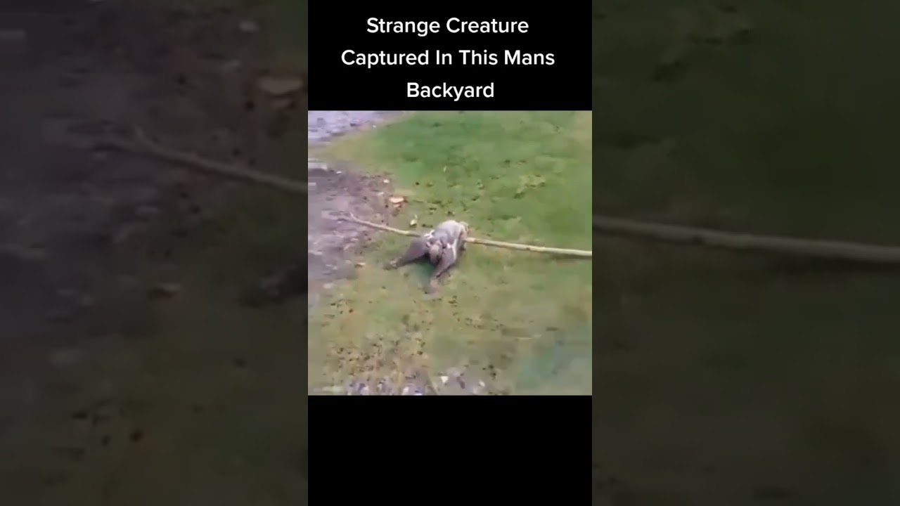 Creepy creature |flying fox in the backyard 