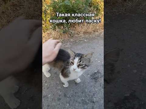 Эта кошка, одно загляденье! #котик #кот #кошка #котята #животные #домашниеживотные