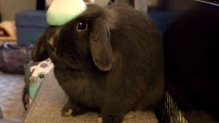 Rabbit loves when I do this.. Try it with your bunny by Bella & Blondie Bunny Rabbits 989 views 1 month ago 1 minute, 11 seconds